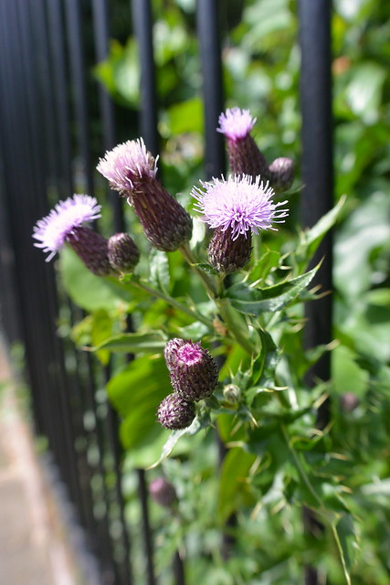 Summer flowers: escaping thistles