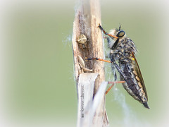 ASILIDAE ( Diptera)