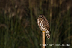 褐鷹鴞 Brown Hawk-Owl