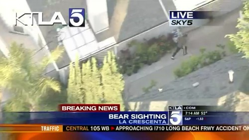 Texting Guy Running Away From A Bear [video]