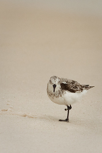 Sandpiper with missing foot