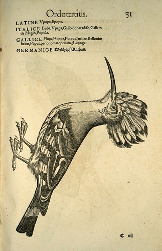 008-Abubilla-Icones animalium- (1553)- Conrad  Gesner- SICD Strasbourg