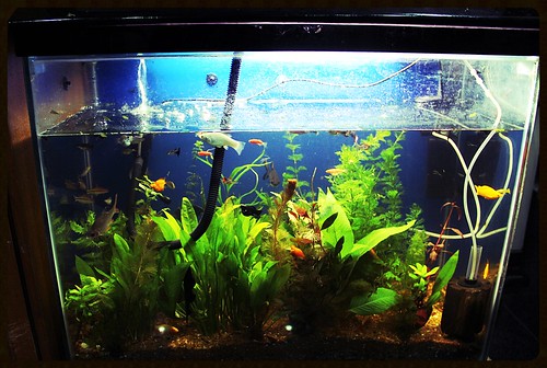 Marziya Shakirs Fish Tank by firoze shakir photographerno1