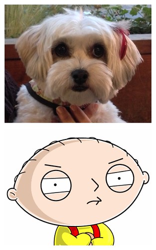Penny's head is the same shape as Stewie's