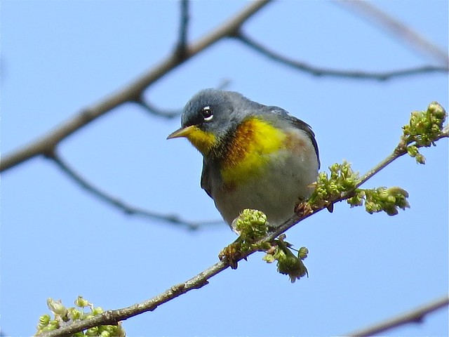 Northern Parula in Normal, IL