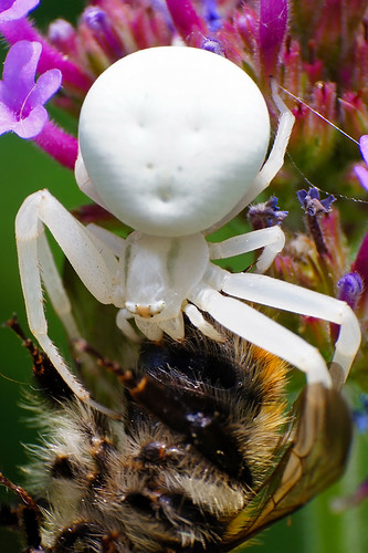 White Crab Spider eating by Curufinwe - David B.