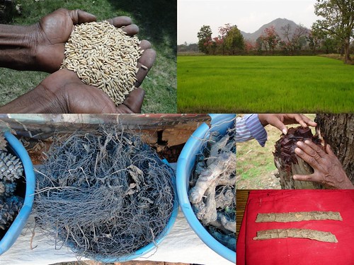 Medicinal Rice Formulations for Diabetes Complications, Heart and Liver Diseases (TH Group-63) from Pankaj Oudhia’s Medicinal Plant Database by Pankaj Oudhia