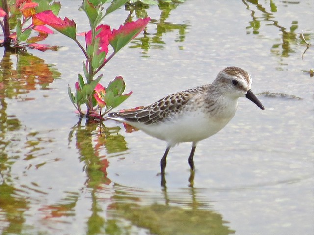 Semipalmated Sandpiper at El Paso Sewage Treatment Ponds in Woodford County, IL