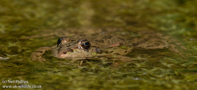 marsh frog-5