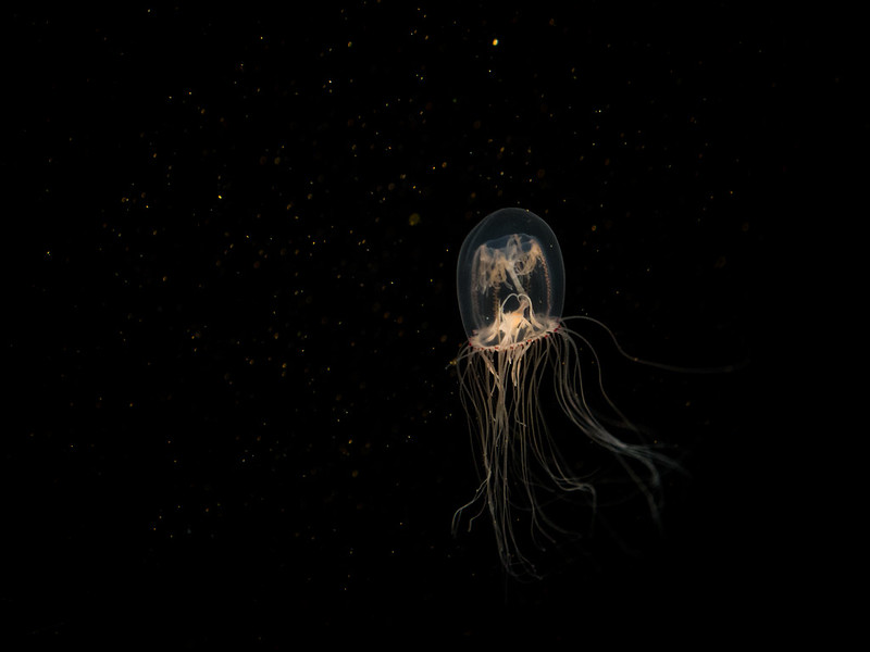 Deepwater Jellyfish