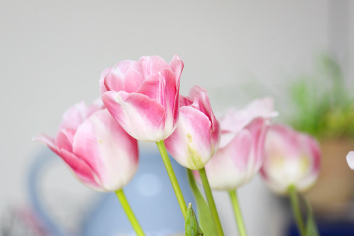 Tulpen in pink