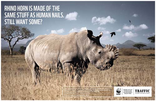 犀牛角成份其實和指甲沒什麼不同。圖片來源：WWF
