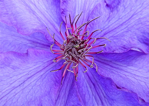 Clematis "The President" ......(154/365) by Irene_A_