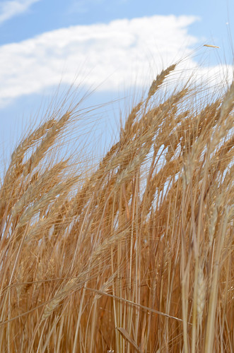 Texan wheat