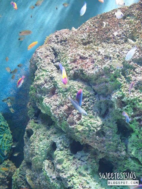 sea aquarium marine life park resort world sentosa singapore (35)