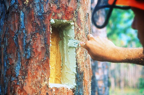 In April 2008, a crewmember on the Francis Marion National Forest prepares to install a wooden insert that will mimic the internal design of a natural nesting cavity. (Mark Danaher/U.S. Forest Service)