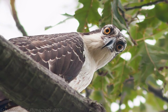 Surprised Osprey