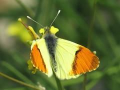 Pieridae - Whites & Yellows