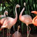Flamingos rosa - Foto: Rê Sarmento