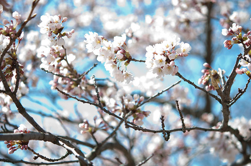 Cherry Blossom "Sakura" by reecephoto