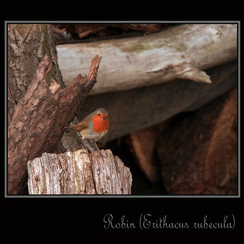 Robin on a Woodpile