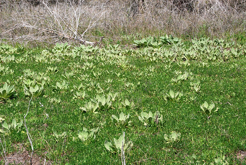 Picture showing a field of Common Mullein taken near Table Rock Lake in the Piney Creek Wilderness