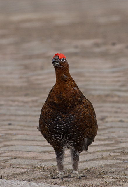 red grouse 8