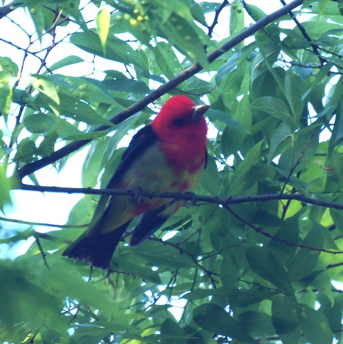 molting tanager