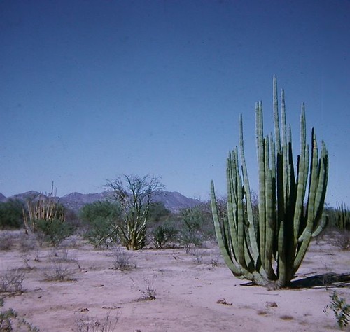 Cacti - Organ Pipe on Plains of Sonora