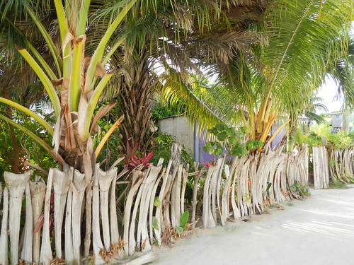 Traditional palm fencing