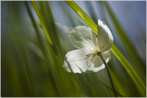 20120606. Wild anemone in wind. 0246. by Tiina Gill
