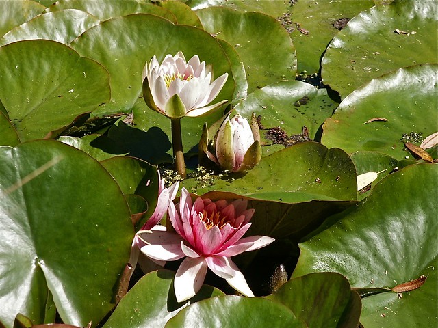 Water lilies bloom forth