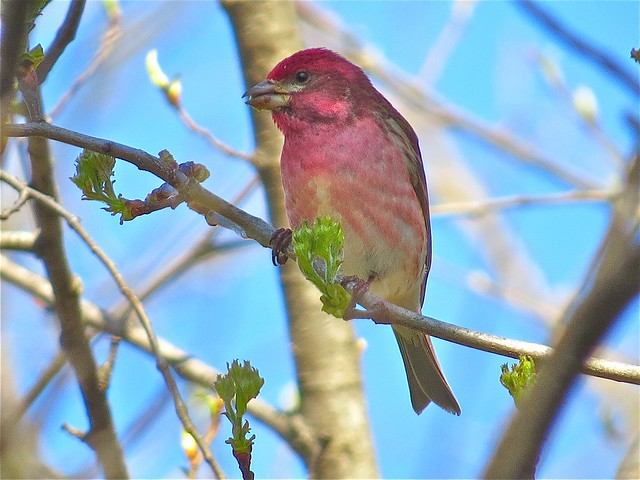 Purple Finch at Ewing Park in Bloomington, IL 19