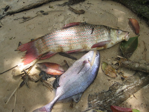 Fish from Lomami rapids traps copy