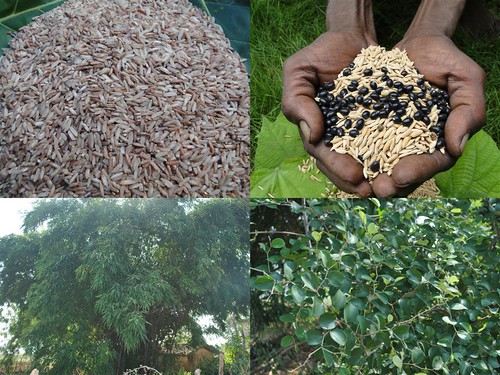 Indigenous Medicinal Rice Formulations for Heart, Kidney and Spleen Diseases and Cancer and Diabetes Complications (TH Group-118 special) from Pankaj Oudhia’s Medicinal Plant Database by Pankaj Oudhia