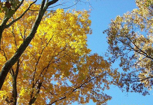 yellow maples and blue sky