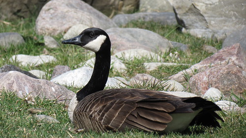 Canada Goose - Bernache du Canada  Lasalle  13 Avril 12   IMG_0427 by Diane G....Thanks for over 51,000 Views!