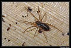 Araneae/Agelenidae