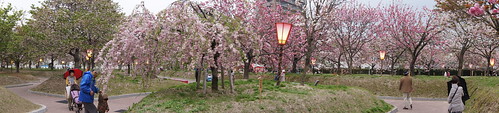 広島 造幣局の桜の通り抜け(花のまわりみち)2012 画像9