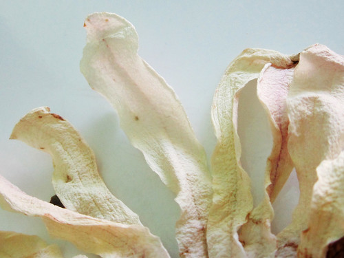 Dried White Flower
