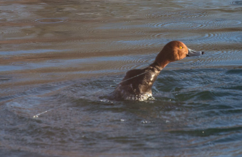 Redhead entangled in monofilament