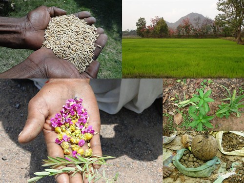 Medicinal Rice Formulations for Diabetes Complications, Heart and Liver Diseases (TH Group-65 special) from Pankaj Oudhia’s Medicinal Plant Database by Pankaj Oudhia