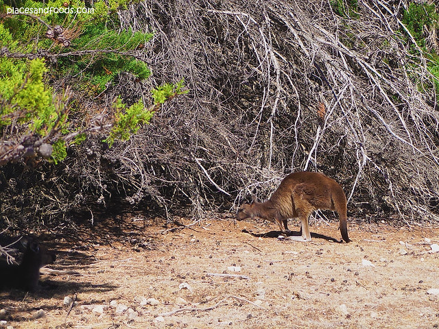 wild kangaroo 2