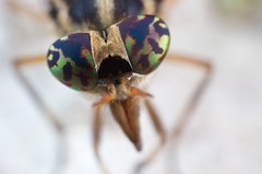 Diptera (Thailand)