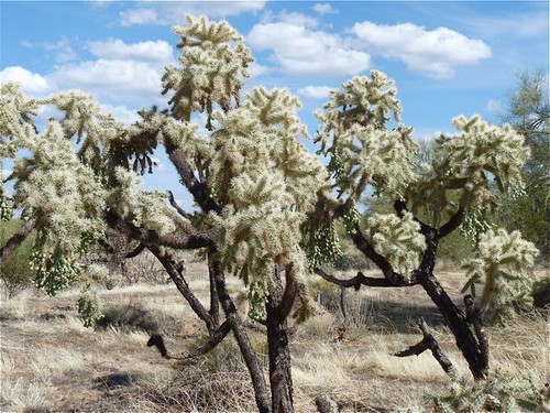 Cacti - Chain Cholla - Arizona