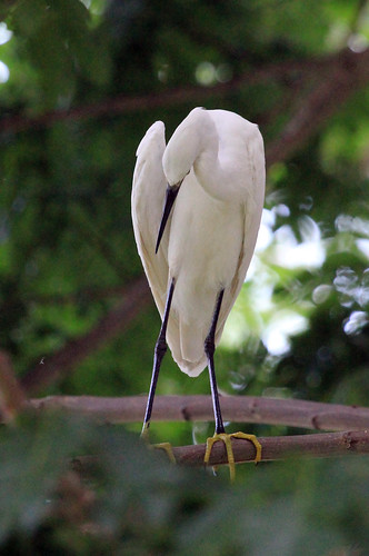 Little Egret (Philippines)