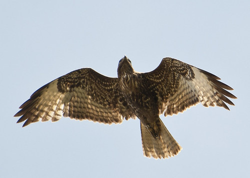 Swainson's Hawk - banded