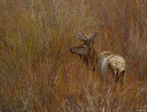 Rocky Mountain Elk, Cervus canadensis