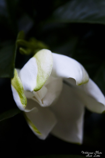 gardenia5