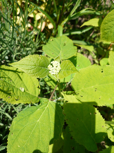 Viburnum flower bud
